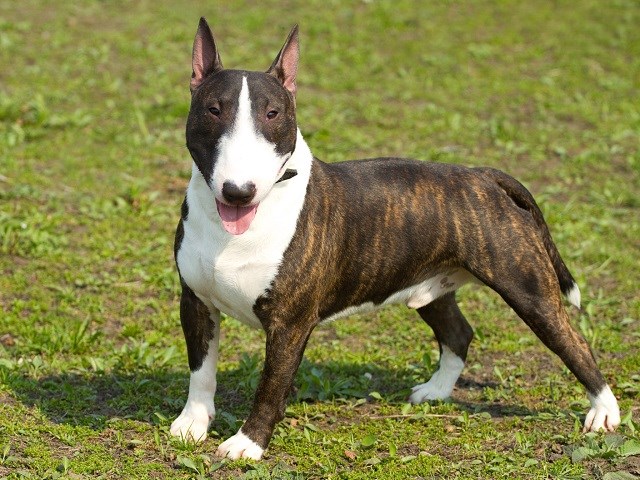Bull Terrier thumbnail